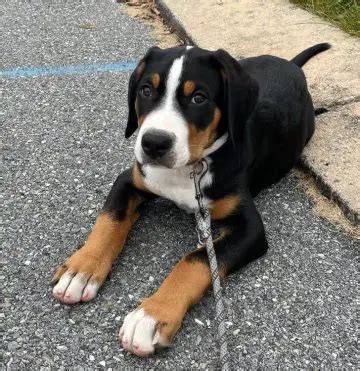 chances of surviving parvo|What Every Puppy Owner Needs to Know About Parvo in Puppies.